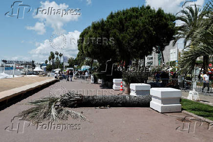 The 78th Cannes Film Festival