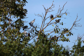Outbreak of bird flu in Brazil