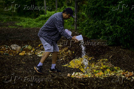 Galinhas se alimentam de restos em leira de compostagem em SJC