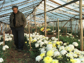 FILE PHOTO: Former guerrilla leader Jose Mujica walks on his flower farm, in Montevideo