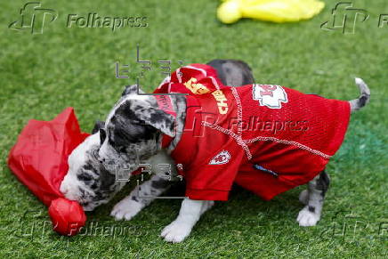 Folhapress - Fotos - Puppy Bowl 2024 in Austin, Texas