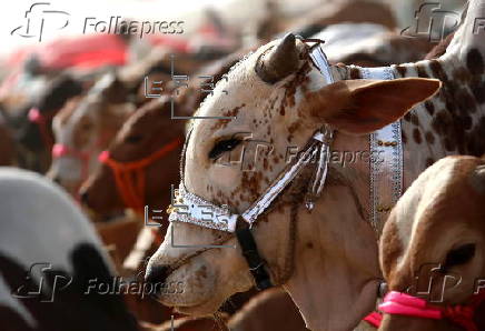 Livestock market in Karachi ahead of Eid al-Adha