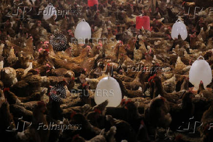 Ethiopians tackle food prices with small-scale poultry farms