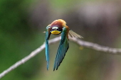 Bee-eaters (Merops apiaster) in Buszkowice