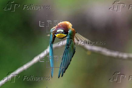 Bee-eaters (Merops apiaster) in Buszkowice