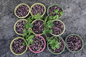 Mulberry seasonal fruit sales