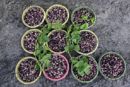 Mulberry seasonal fruit sales