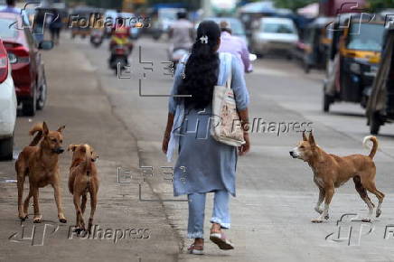 Supreme Court orders to move all stray dogs from Delhi-NCR to animal shelters