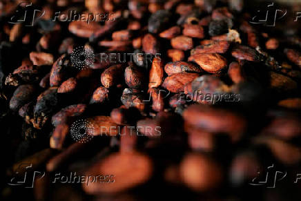 FILE PHOTO: For Ghana's cocoa farmers, fertiliser is the vote winner in looming election