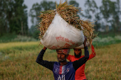 Bangladeshi labourers carry sacks of paddy after harvesting from the field in Munshiganj
