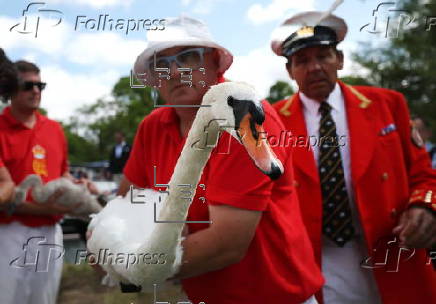 Annual swan upping ceremony along the River Thames