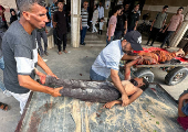 Casualties are transported after Palestinians were wounded by Israeli fire near an aid center, according to medics, in Khan Younis