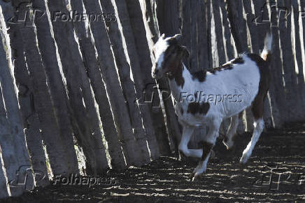 Agropecuaria