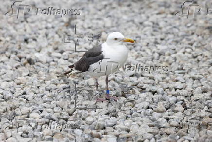 Mysterious illness plaguing Southern California seagulls