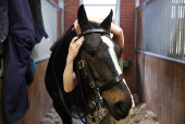 The King's Troop Royal Horse Artillery prepares for 80th anniversary of VE Day