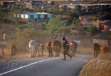FILE PHOTO: A man herds cattle on communal land in Cato Ridge