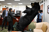 Marty, the Moose, and Kodak, the Bear, are installed on Capitol Hill in Washington