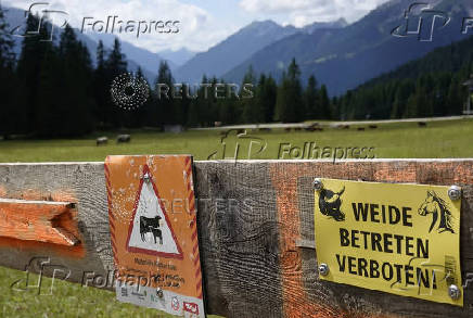 Cattle graze behind warning signs on an alpine pasture near Ehrwald