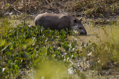 Anta bebe água em fazenda em Barão de Melgaço (MT)