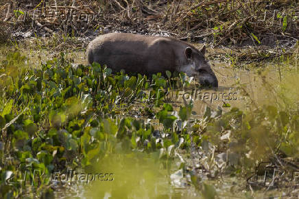Anta bebe água em fazenda em Barão de Melgaço (MT)
