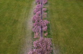 A drone view shows a person walking along an avenue of blossoming Cherry trees in The Stray park in Harrogate, Britain