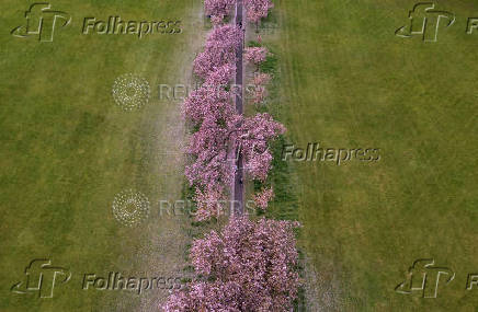 A drone view shows a person walking along an avenue of blossoming Cherry trees in The Stray park in Harrogate, Britain