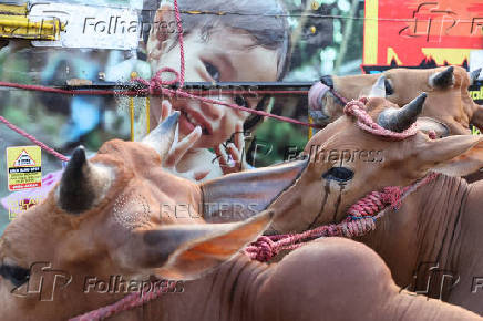 Cows for sale stand at a cattle market, ahead of the Muslim festival of sacrifice, Eid al-Adha, in Bogor,