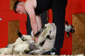 European sheep shearing & wool handling championships in Mountbellew