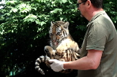 First media appearance of two tiger cubs born at the Budapest Zoo in April