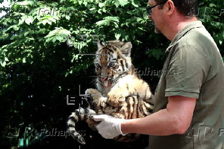 First media appearance of two tiger cubs born at the Budapest Zoo in April
