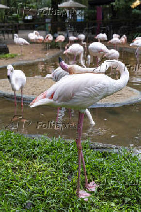 Flamingos no Parque das Aves, em Foz do Iguaçu (PR)