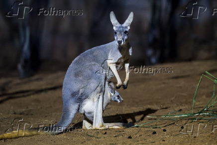 Cangurus que vieram do Texas (EUA), para o Aquário de São Paulo