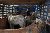 Cattle market ahead of Eid al-Adha celebrations, in Karachi
