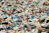 A cattle egret walks on a beach littered with garbage in Mumbai