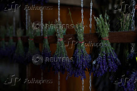 A view shows lavender after harvesting in the summer season, in Nowy Pozog