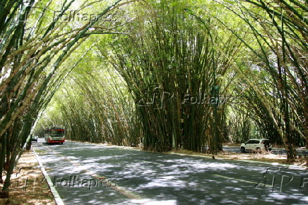 Túnel de bambuzal na entrada Aeroporto de Salvador (BA)
