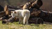 Genetically modified wolf juvenile, one of three successfully bred from edited dire wolf DNA by Colossal Biosciences