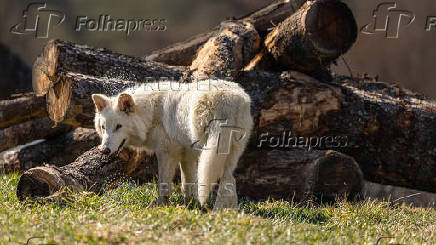 Genetically modified wolf juvenile, one of three successfully bred from edited dire wolf DNA by Colossal Biosciences