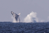 Avistamiento de ballenas en Río de Janeiro