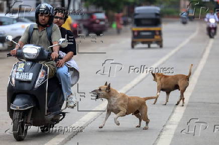 Supreme Court orders to move all stray dogs from Delhi-NCR to animal shelters