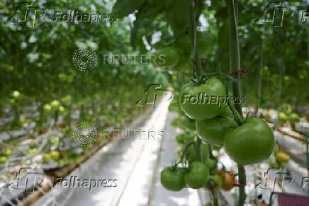 U.S. Government imposes 17% tariff on Mexican fresh tomatoes