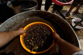 A Yazidi man cleans olives to extract oil inside the Lalish temple in Shekhan district, near Duhok province