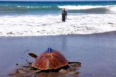 The loggerhead sea turtle (Caretta Caretta), named Amadora, is released on the beach of Sardina del Norte