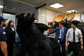 Marty, the Moose, and Kodak, the Bear, are installed on Capitol Hill in Washington