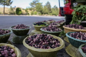 Mulberry seasonal fruit sales