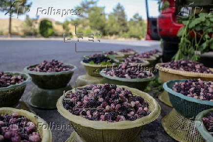 Mulberry seasonal fruit sales