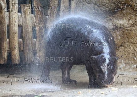 Mini hippo Toni gets a refreshing shower during the ongoing heatwave at the zoo in Berlin