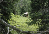 A cow walks around on an alpine pasture near Ehrwald