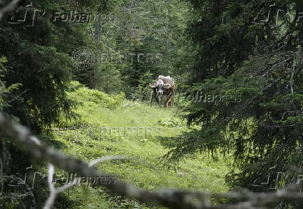 A cow walks around on an alpine pasture near Ehrwald