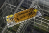 Picolé de frutas naturais da Mata Atlântica, pela Agro Asmussen